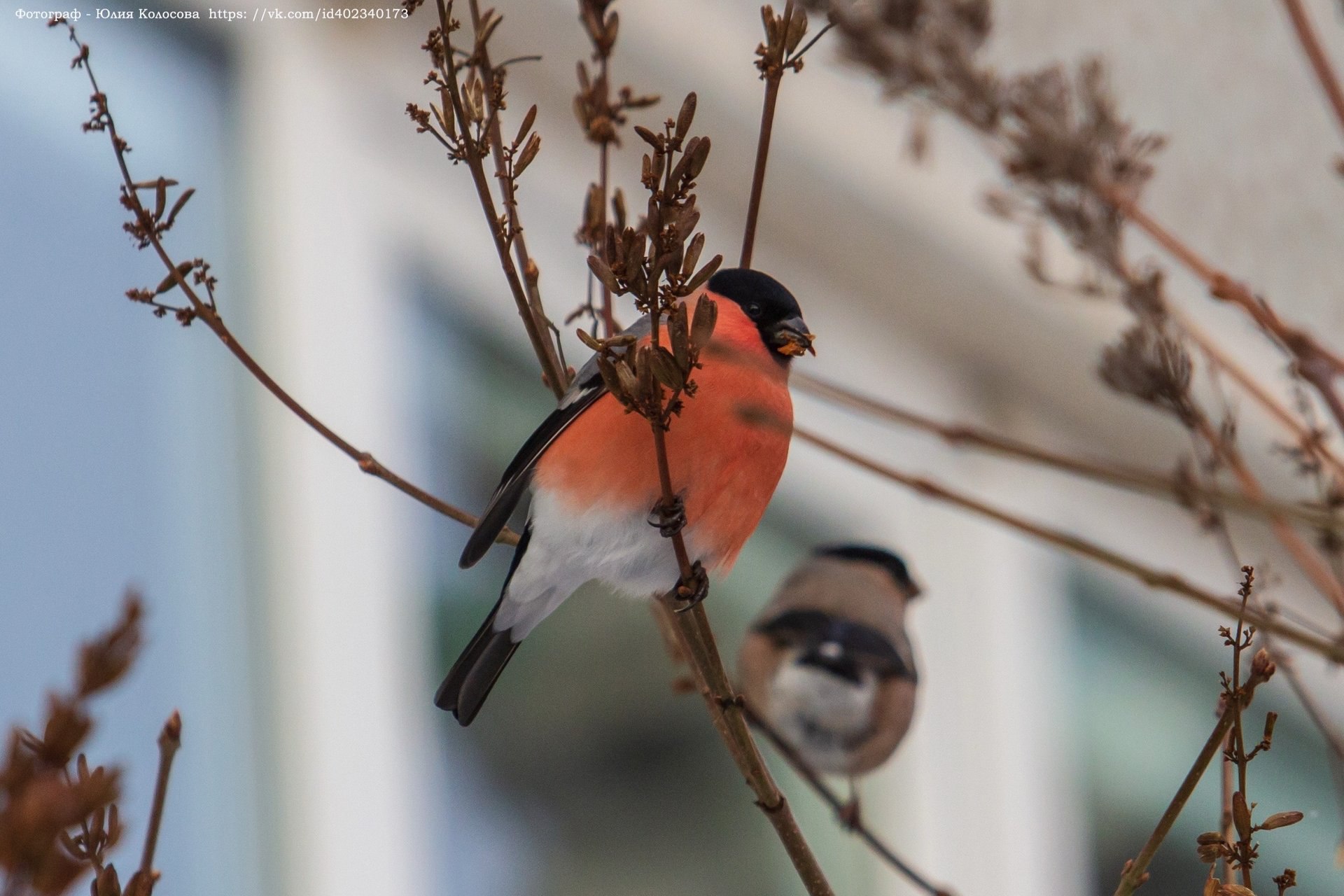 Пернатые спутники зимы на фотографиях Юлии Колосовой Пернатые спутники зимы на фотографиях Юлии Колосовой
