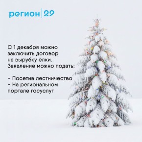 Сколько стоит срубить новогоднюю ёлку в Архангельской области?