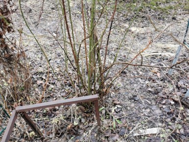 Зимняя пересадка роз: смелый шаг к новым вершинам