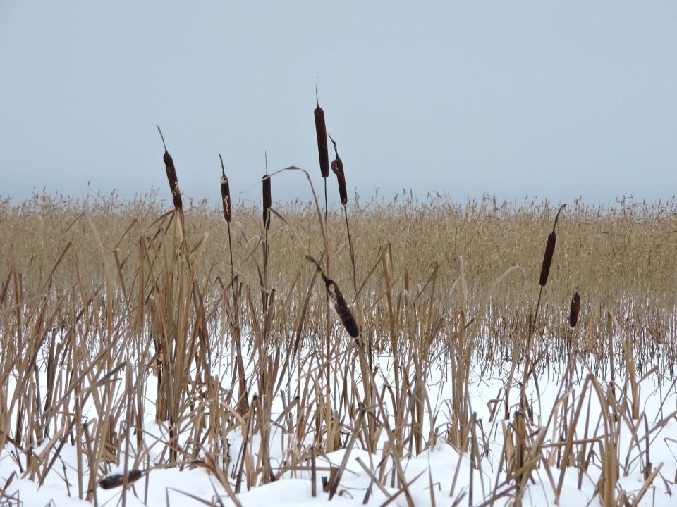 ����������� �� ������ ����