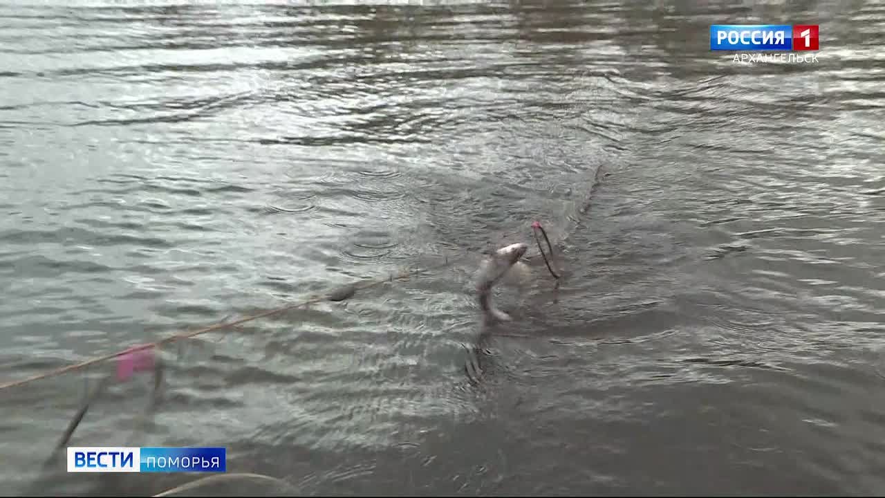 Штрафы по полмиллиона рублей за 10 лещей и одного карася