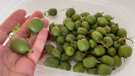 Киви 'Исайя': первый урожай и его невероятный вкус