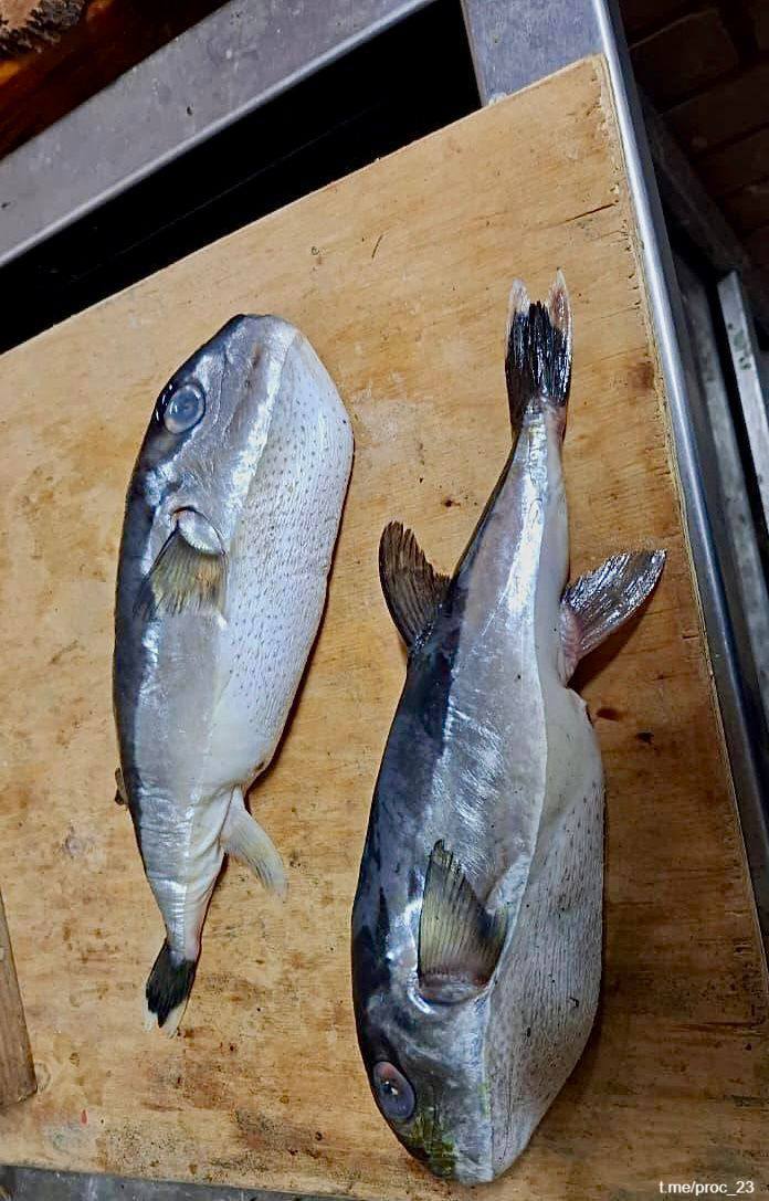 Ядовитую морскую рыбу под видом скумбрии продали покупателю в одном из сетевых магазинов в Тихорецке, сообщила прокуратура Краснодарского края Ядовитую морскую рыбу под видом скумбрии продали покупателю в одном из сетевых магазинов в Тихорецке, сообщила прокуратура Краснодарского края