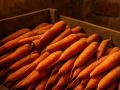 Секреты зимней моркови: какие сорта смогут порадовать свежестью до весны