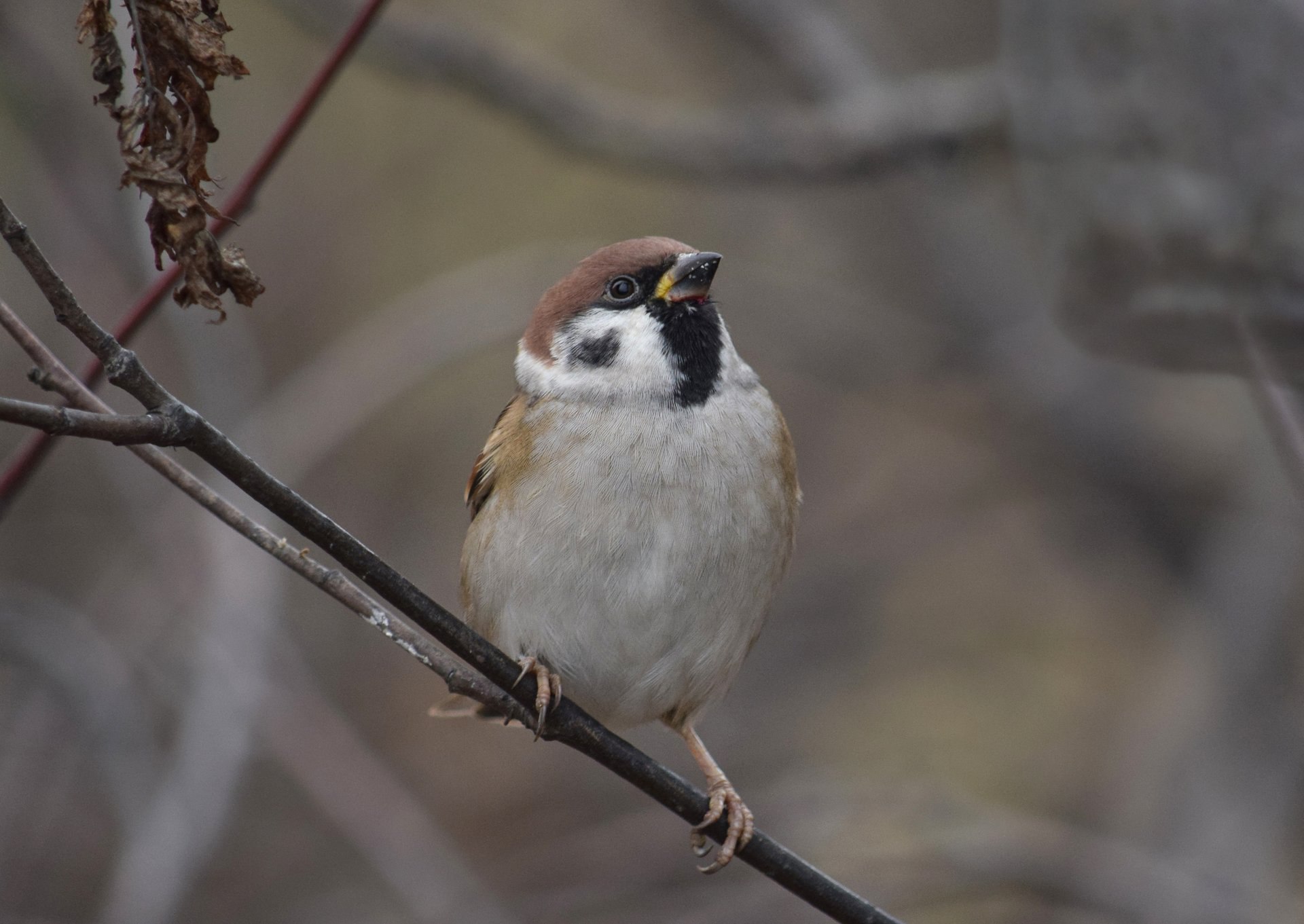 Из жизни пернатых. Чудесные кадры Оксаны Льдининой Из жизни пернатых. Чудесные кадры Оксаны Льдининой