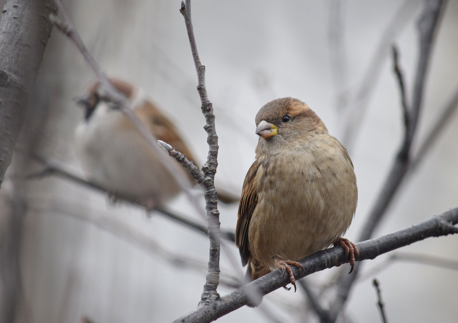 Из жизни пернатых. Чудесные кадры Оксаны Льдининой Из жизни пернатых. Чудесные кадры Оксаны Льдининой