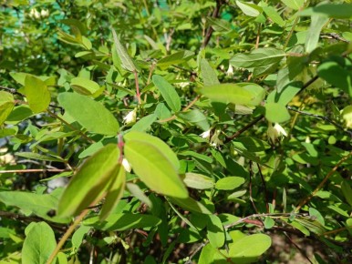 Как дождливые дни способствуют нашествию тли на жимолость: советы по защите растений