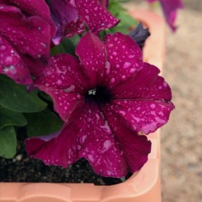 Уникальное обаяние петуний Саксесс HD 'Бургунди'