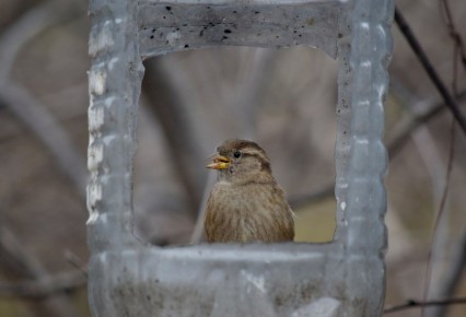 Из жизни пернатых. Чудесные кадры Оксаны Льдининой