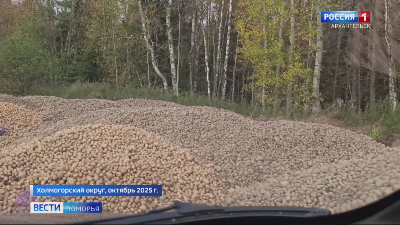 За тонны выброшенного на поля картофеля Россельхознадзор вынес предписание владельцу одного из земельных участков в Холмогорском округе