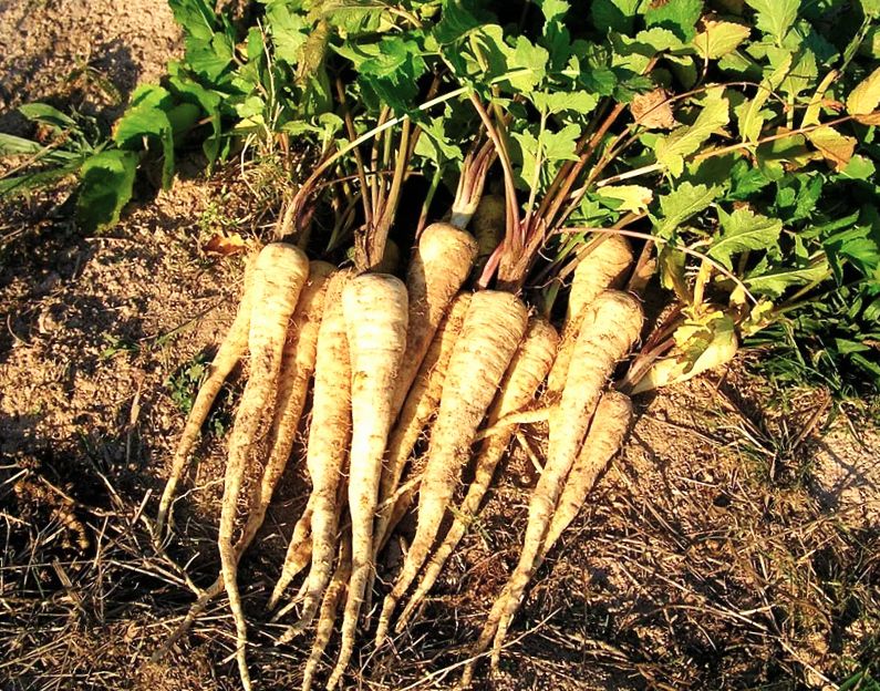 ������ ��������� �������� �� ���� ������: ������������ ��������� � ���������� �����������