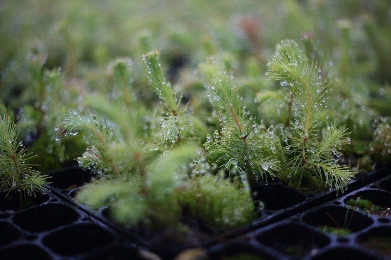 � 2025 ���� � �������� ��������� ��� ��������� ������� 600 ����� ������� ������� ��������