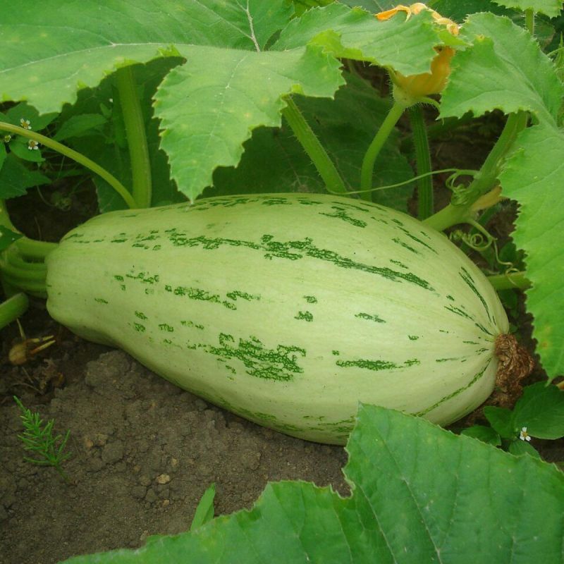 ��� ��������� ������� ������: ����������� ������ ��� ��������� ������