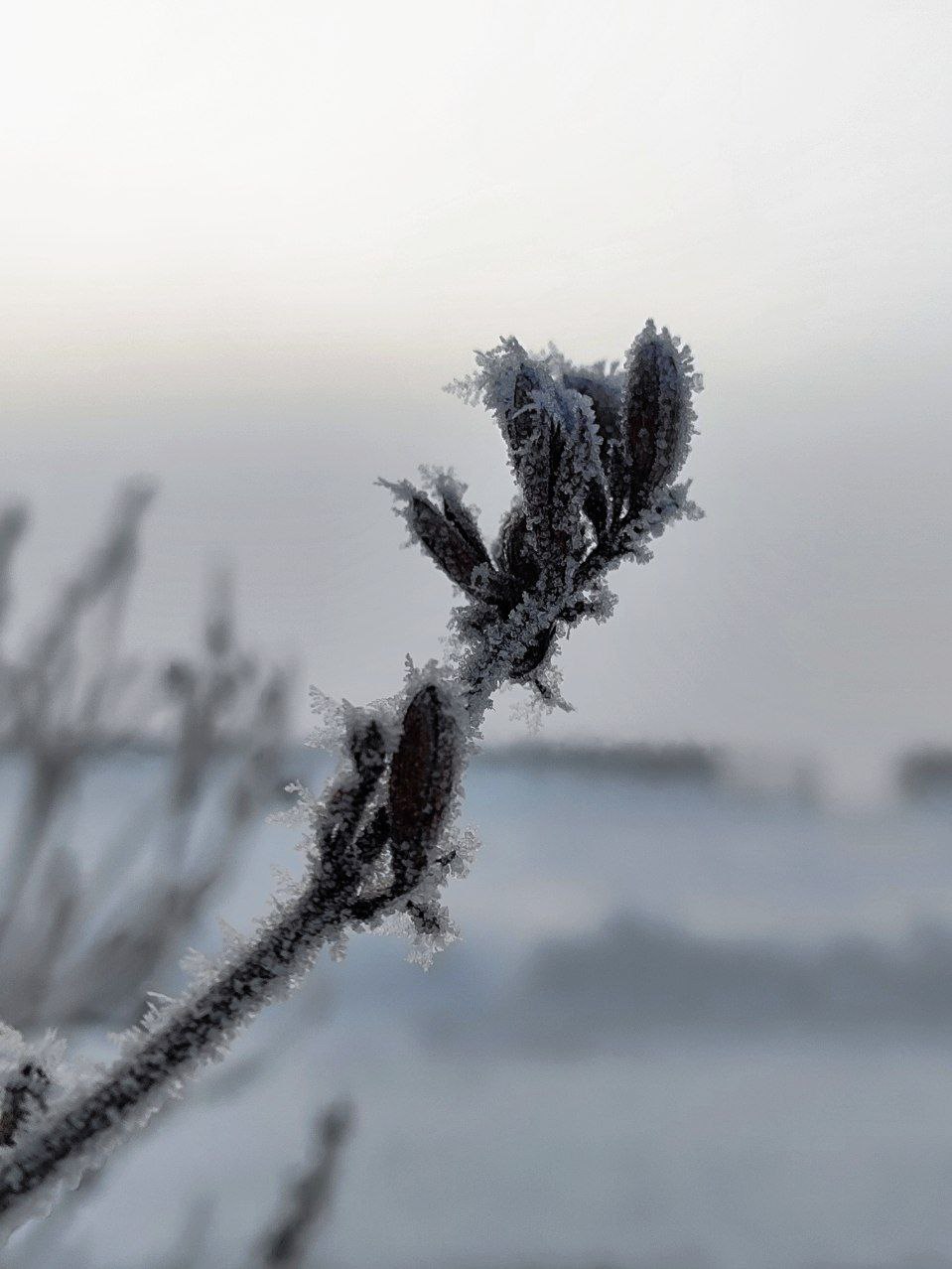 Морозные кадры Архангельска Морозные кадры Архангельска