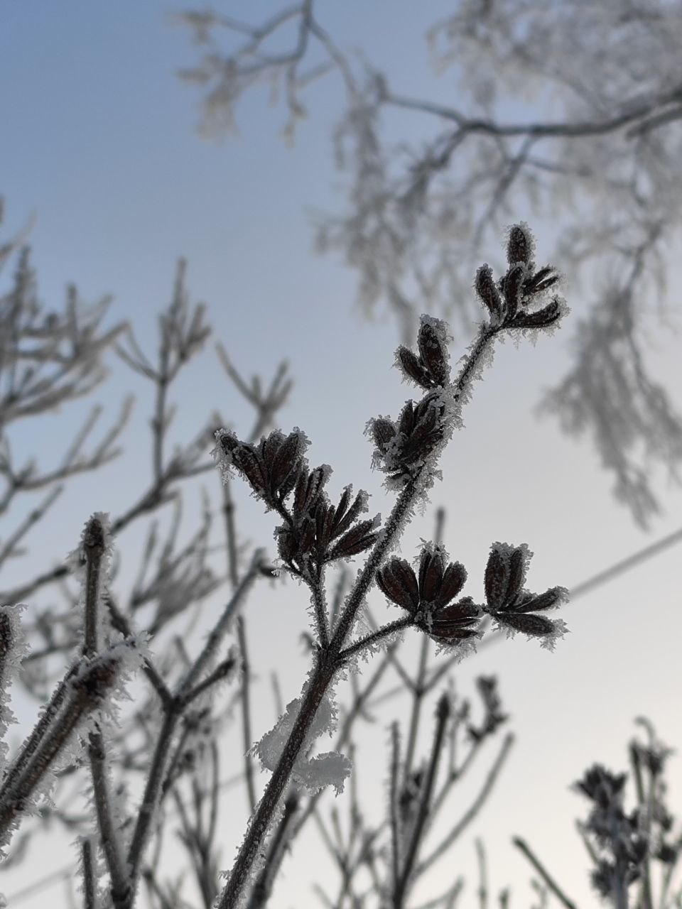Морозные кадры Архангельска Морозные кадры Архангельска