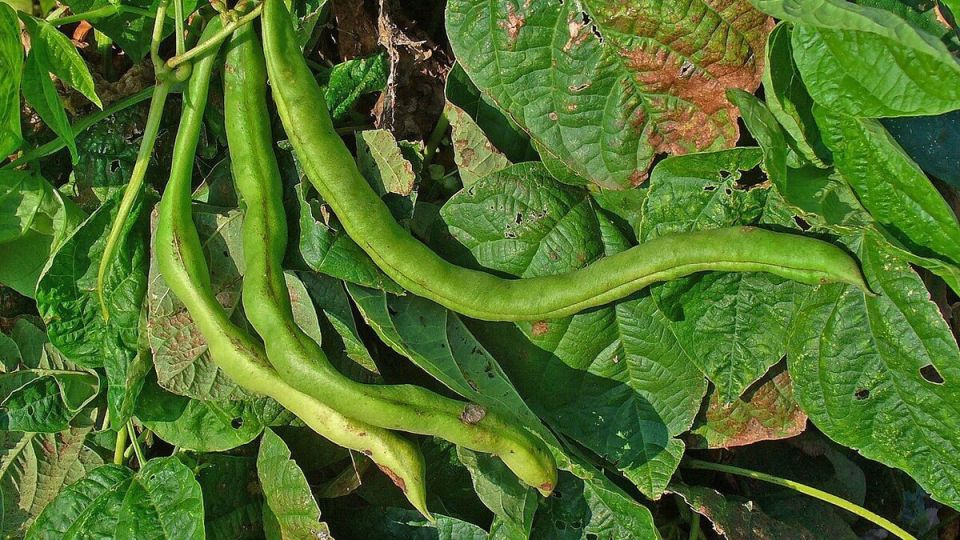 ��� ��������� ������� ����� ��� ������� ������: ������� ��������� ������