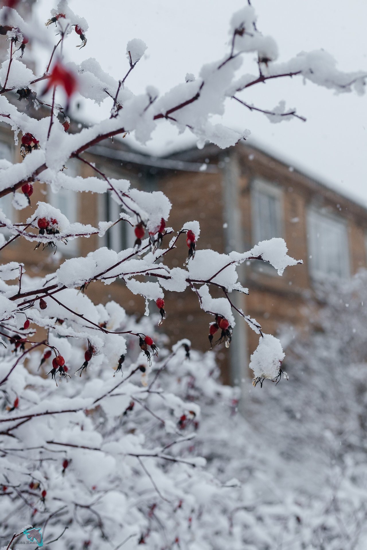 Снежно-нежную красоту запечатлела Нина Буркова Снежно-нежную красоту запечатлела Нина Буркова