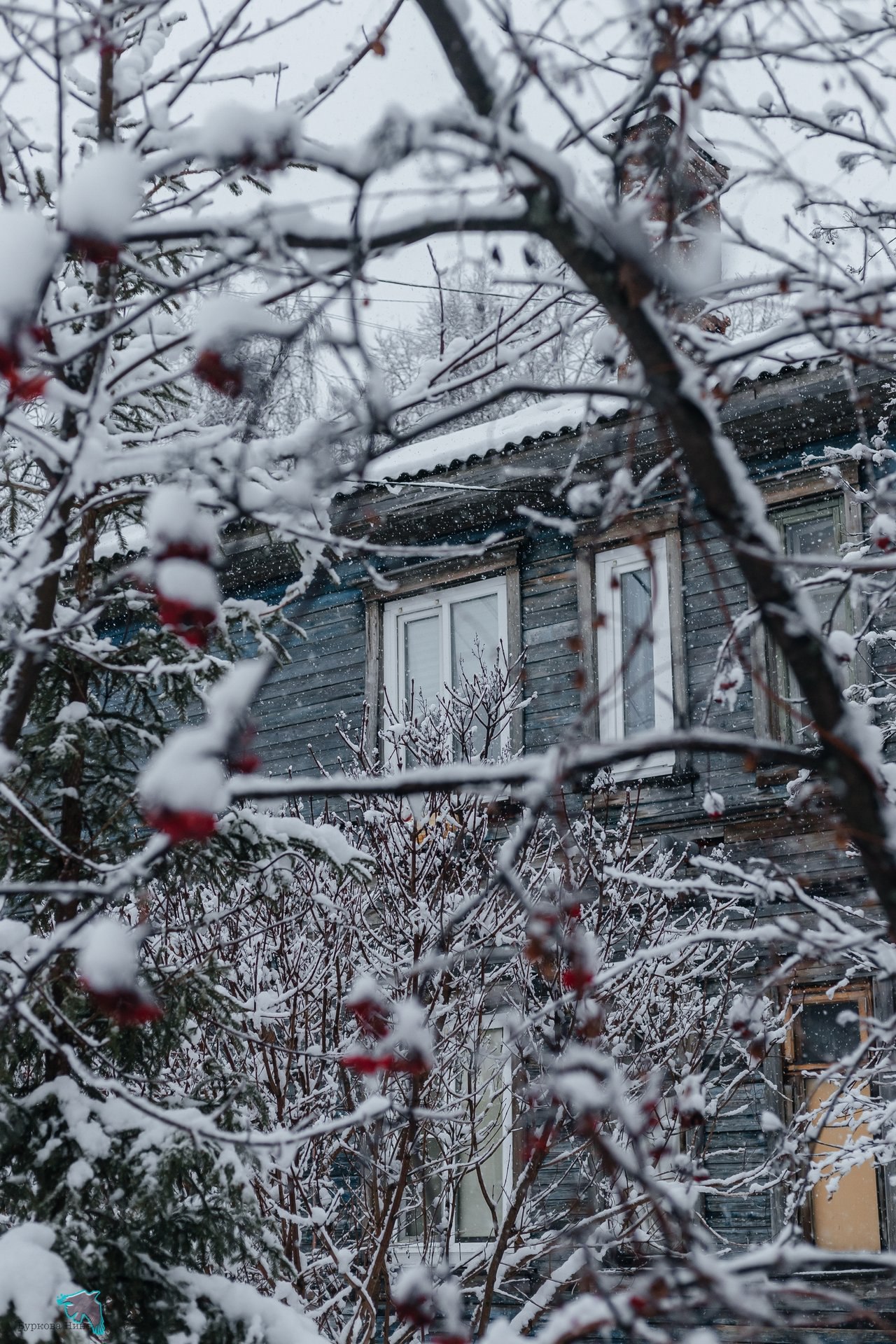 Снежно-нежную красоту запечатлела Нина Буркова Снежно-нежную красоту запечатлела Нина Буркова