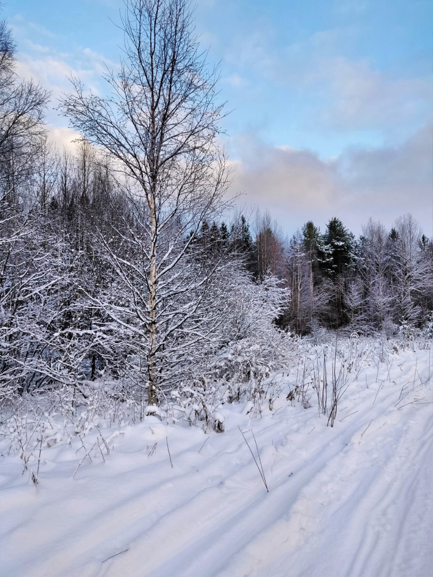 Сказочный зимний лес запечатлела Наталья Медведкова Сказочный зимний лес запечатлела Наталья Медведкова