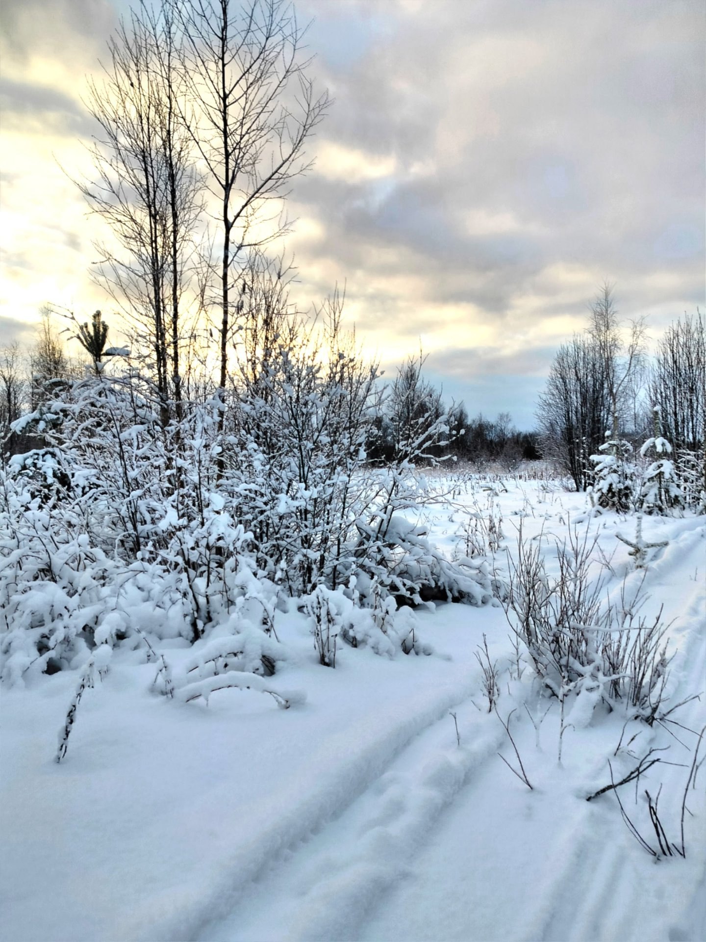 Сказочный зимний лес запечатлела Наталья Медведкова