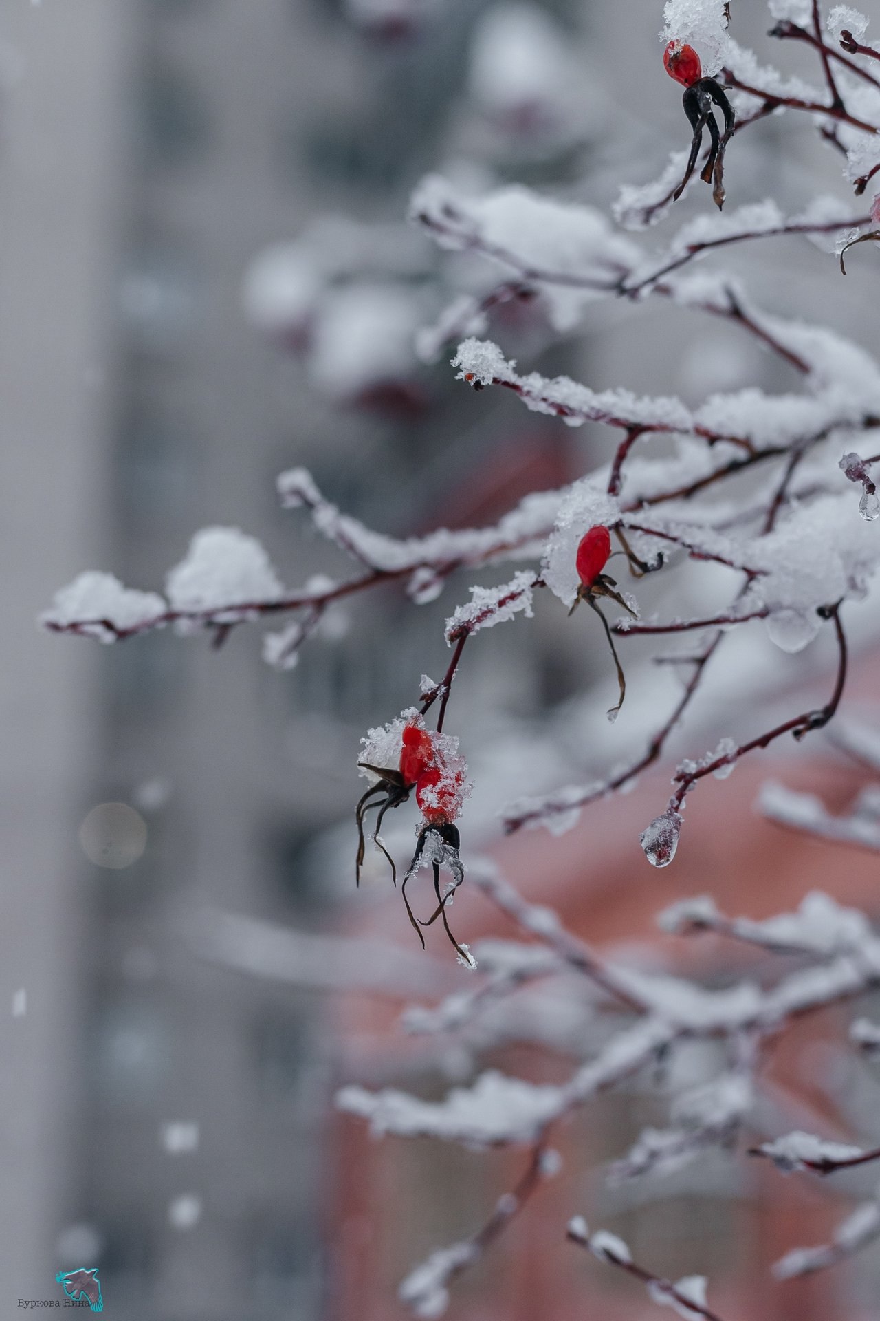 Снежно-нежную красоту запечатлела Нина Буркова Снежно-нежную красоту запечатлела Нина Буркова