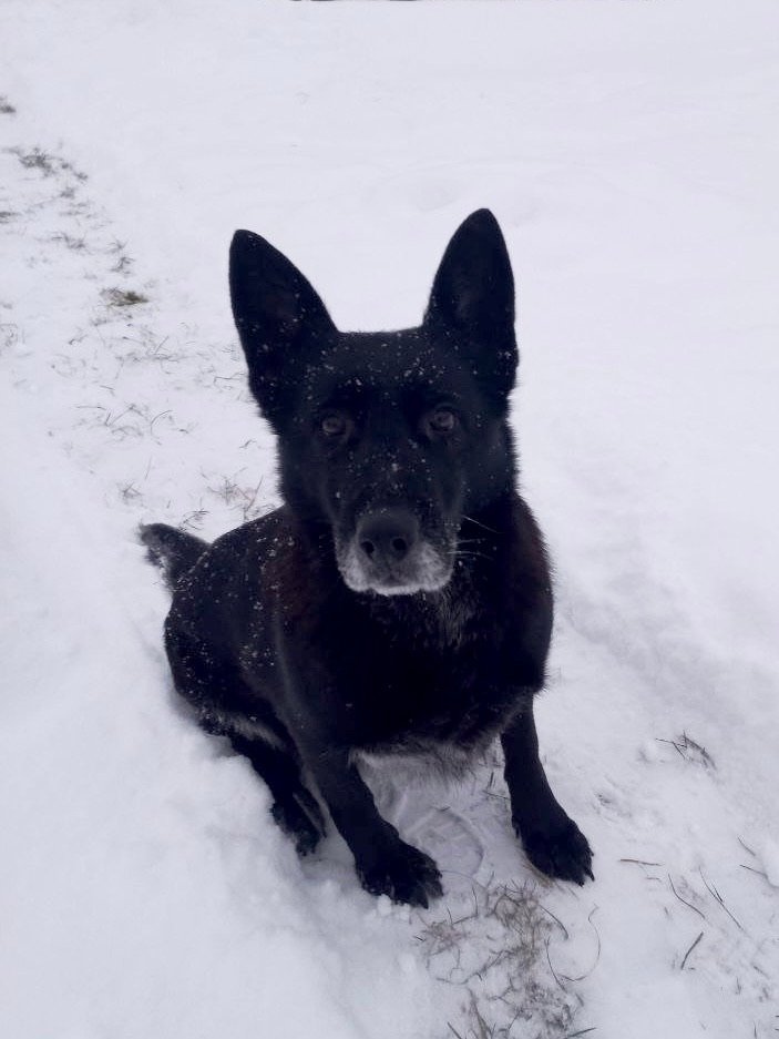 Хвостики ищут свой новый дом Хвостики ищут свой новый дом
