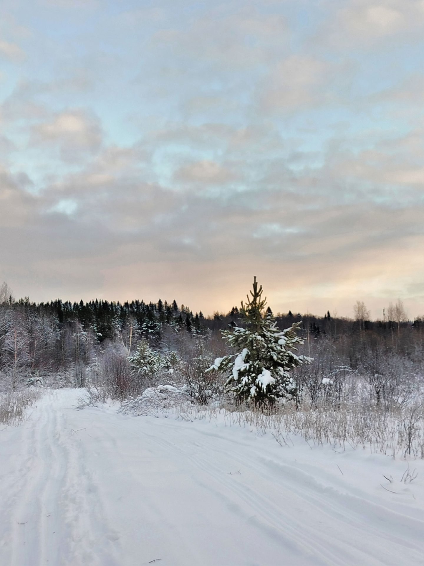 Сказочный зимний лес запечатлела Наталья Медведкова Сказочный зимний лес запечатлела Наталья Медведкова
