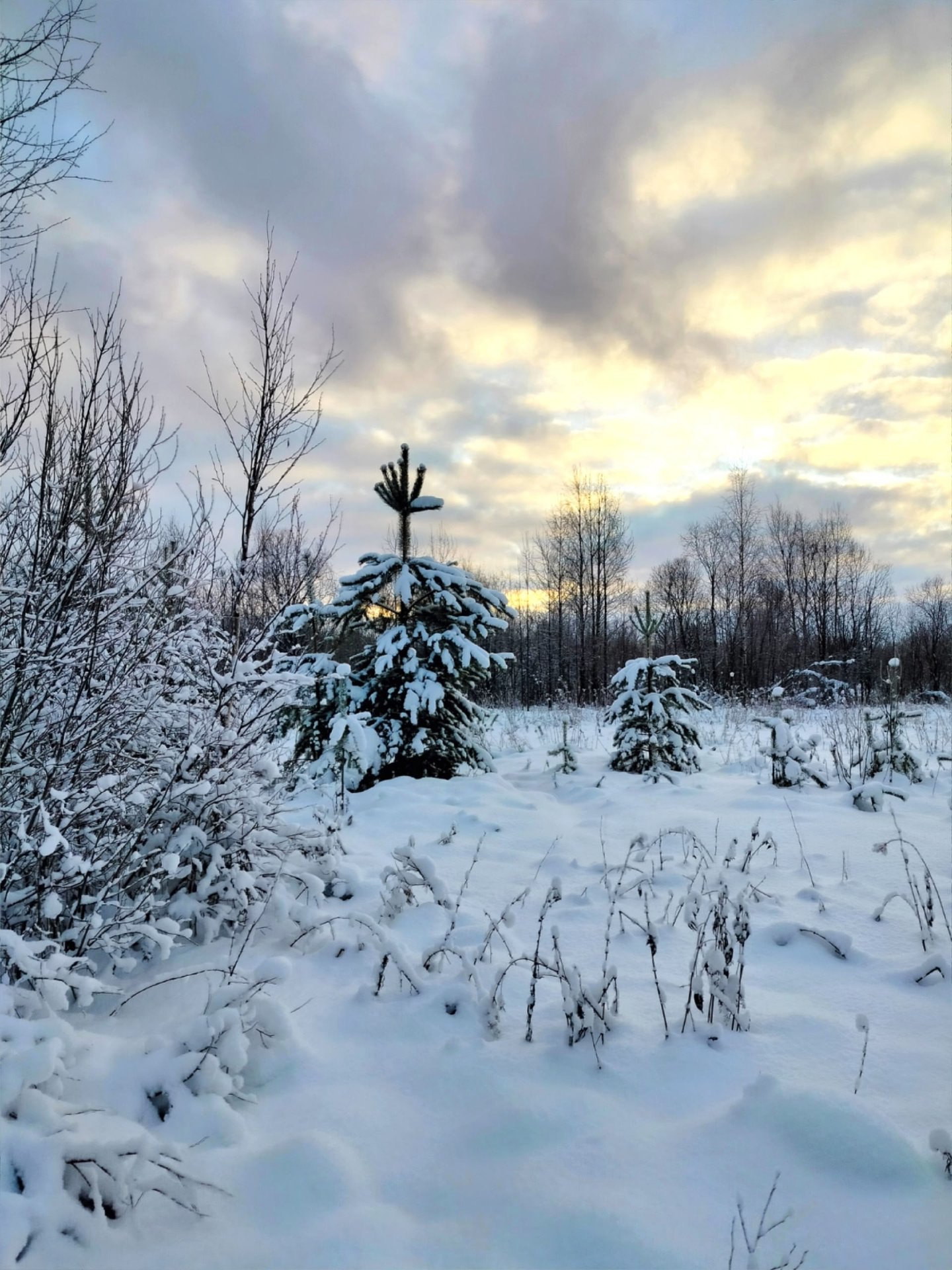 Сказочный зимний лес запечатлела Наталья Медведкова Сказочный зимний лес запечатлела Наталья Медведкова