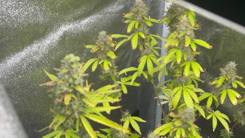 Сотрудниками полиции УМВД России по г. Архангельску около одного из домов по улице Котласской по подозрению в совершении наркопреступления был задержан нигде не работающей 42-летний местный житель