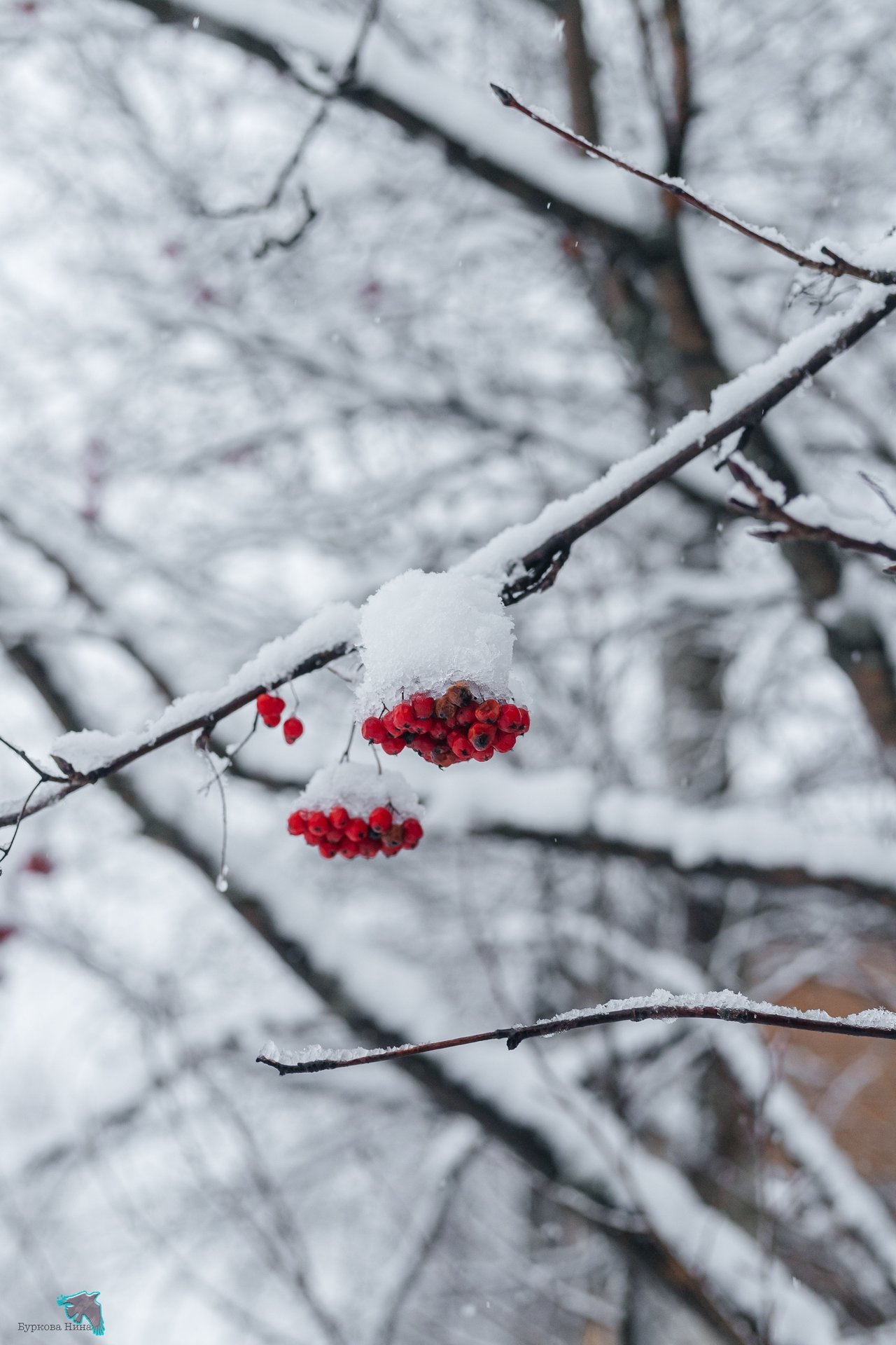 Снежно-нежную красоту запечатлела Нина Буркова Снежно-нежную красоту запечатлела Нина Буркова