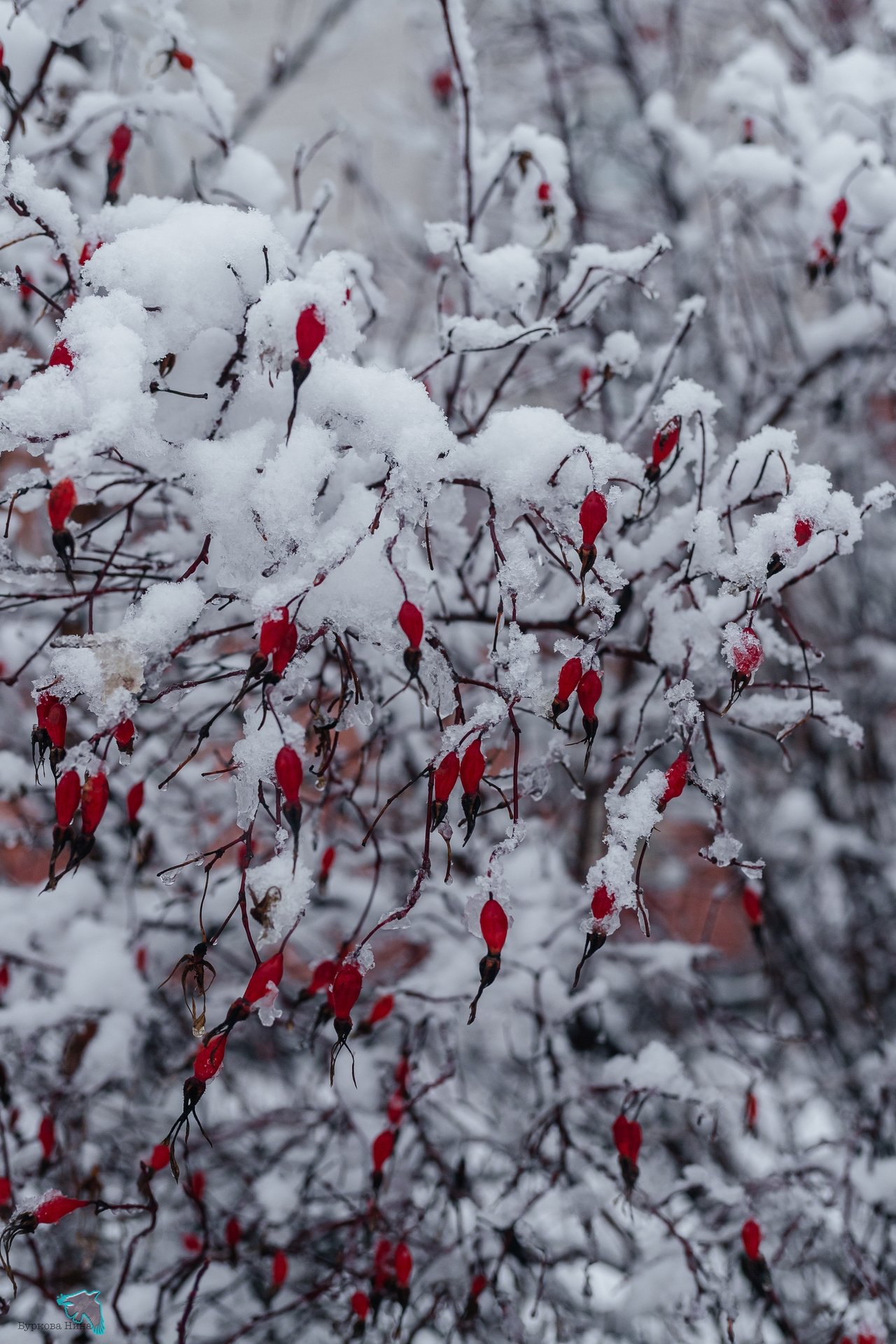 Снежно-нежную красоту запечатлела Нина Буркова Снежно-нежную красоту запечатлела Нина Буркова