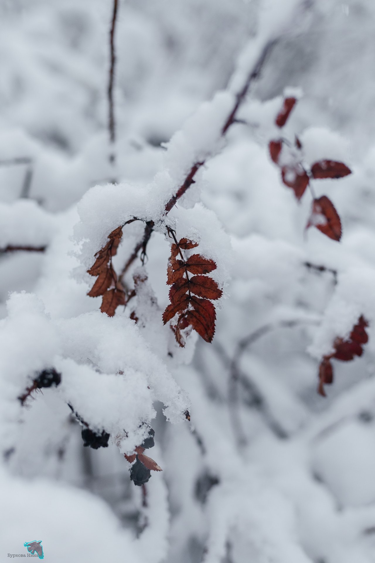 Снежно-нежную красоту запечатлела Нина Буркова Снежно-нежную красоту запечатлела Нина Буркова