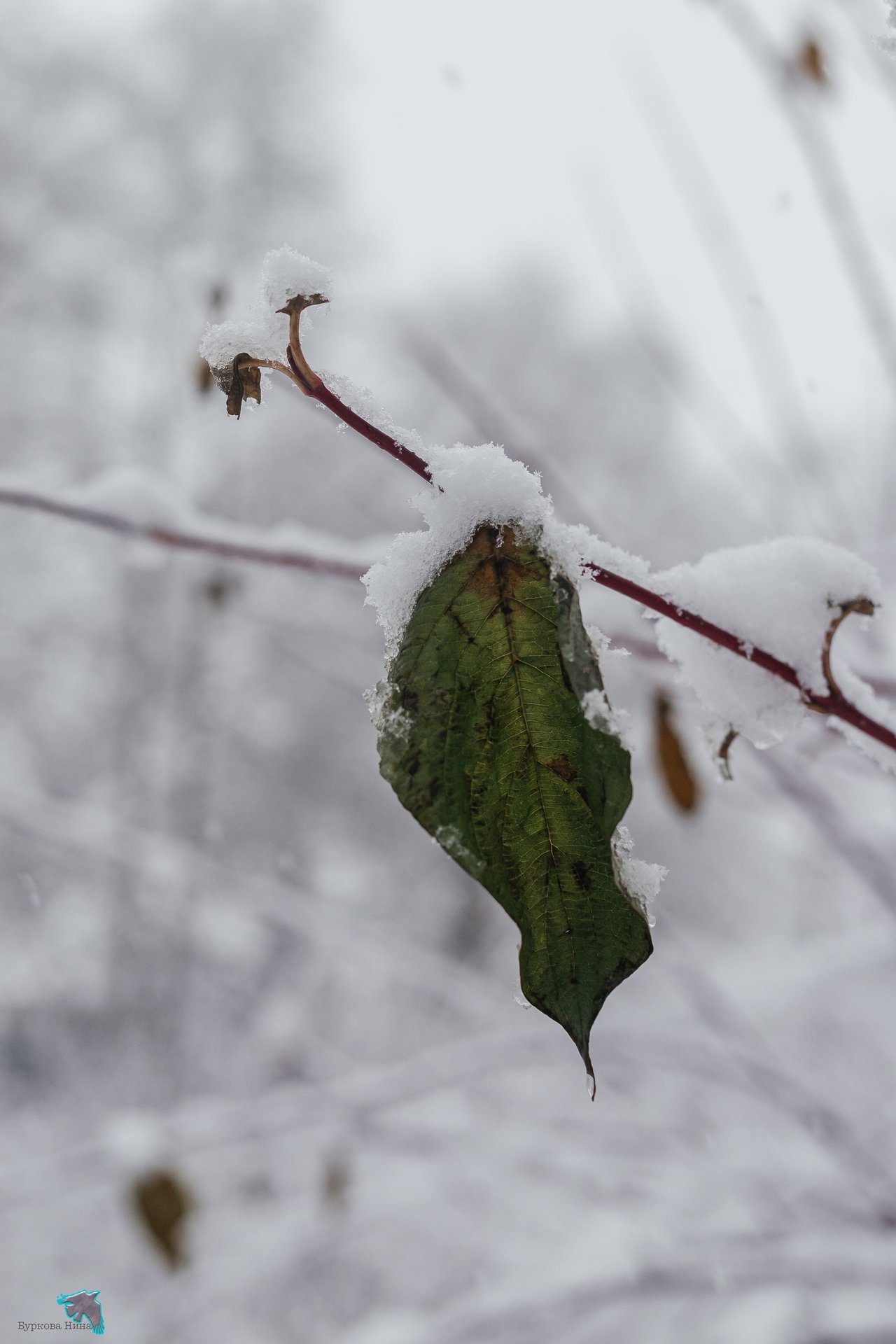 Снежно-нежную красоту запечатлела Нина Буркова Снежно-нежную красоту запечатлела Нина Буркова