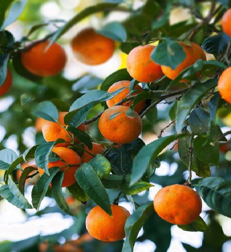 ���������: ������� ������ ����������� ����� � 2025 ����