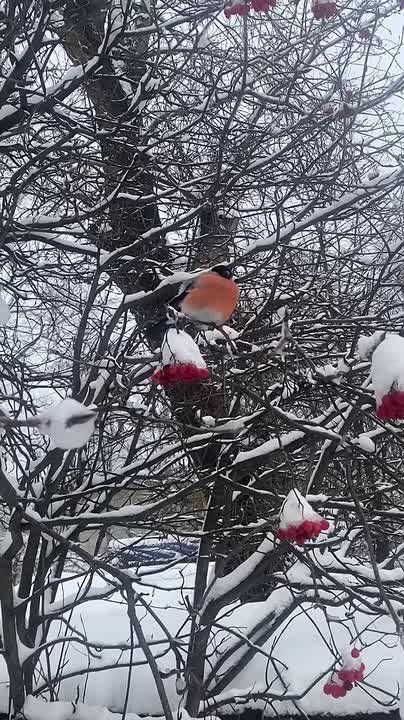 ������� ��������� � �����������