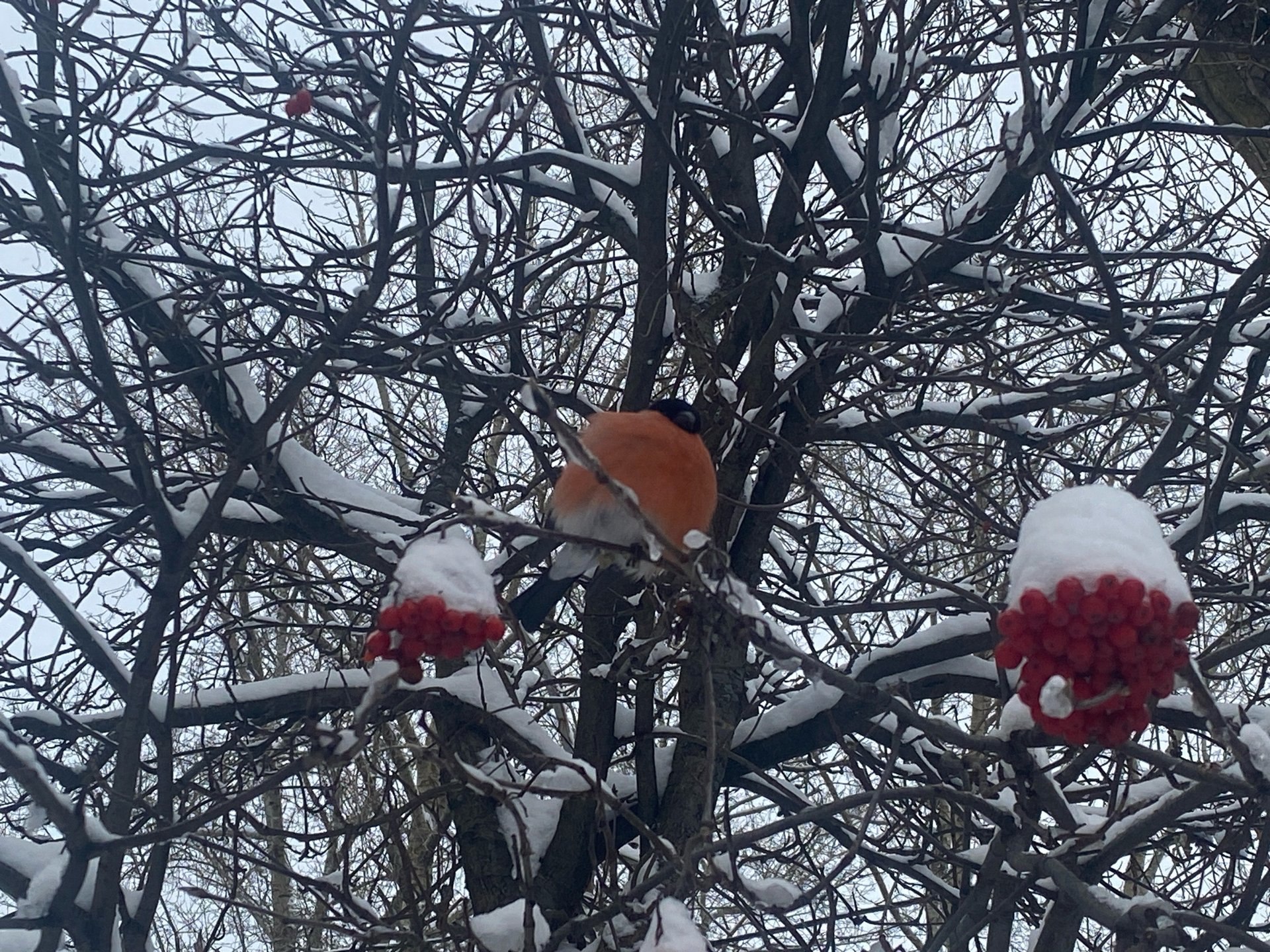 Доброе утро, регион!. Сегодня, 21 декабря, в Архангельской области — облачно с прояснениями