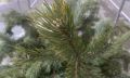 Могут ли клещи попасть в квартиру с новогодней елкой?