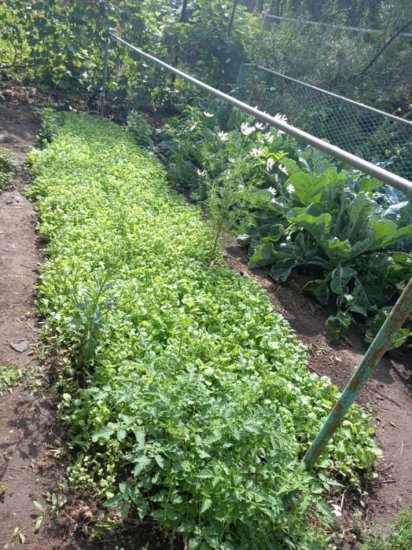 Сидераты: как получать пользу от зеленых помощников в огороде?