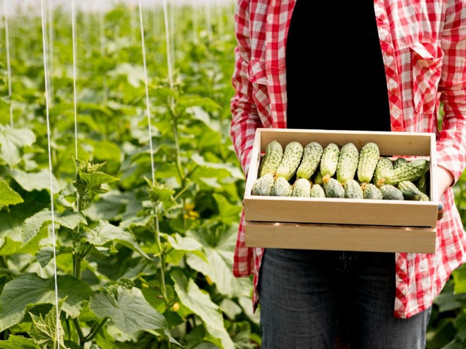 Как добиться богатого урожая огурцов: секреты прищипывания
