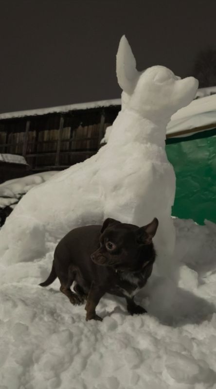 Осторожно, во дворе очень милая собачка!