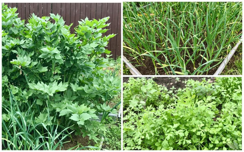 ��������� ������: ��� ���������� ������ ��� ������� ����� � ������