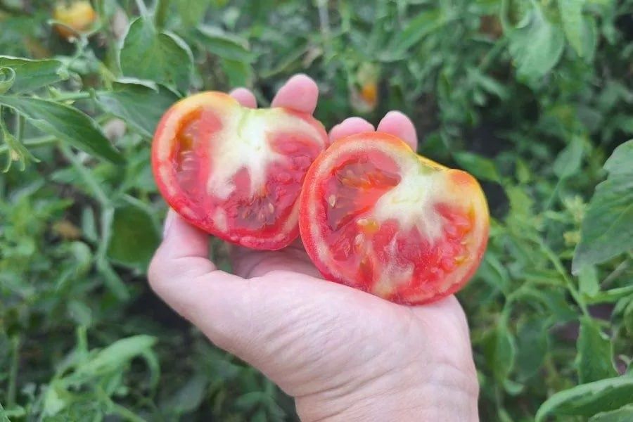 Белые прожилки в помидорах: причины и способы восстановления вкуса