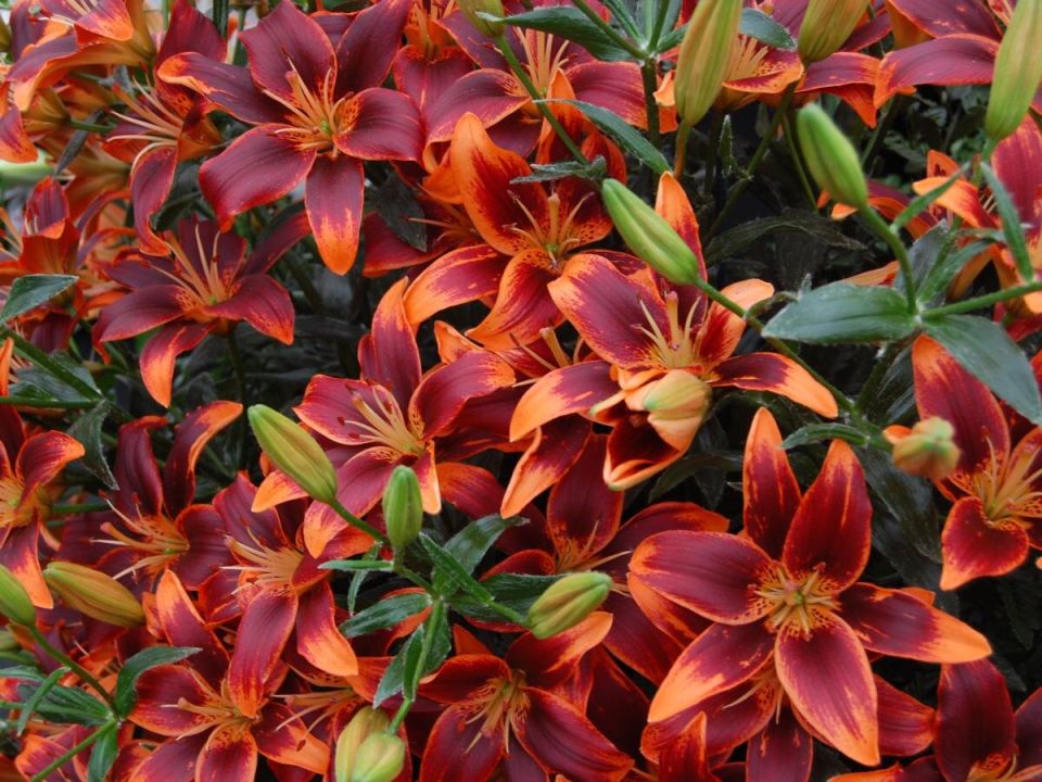 Как вернуть лилиям яркость и пышность: секреты успешного цветения