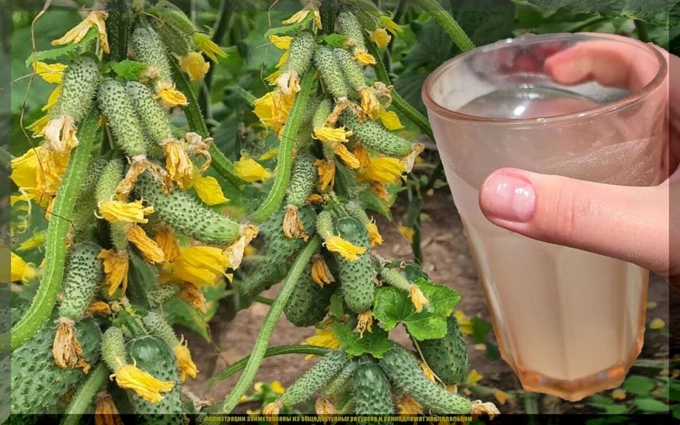 ������� ��������� ����� �� ��������: ��� �������� ���������������� ������� � ������ ������������