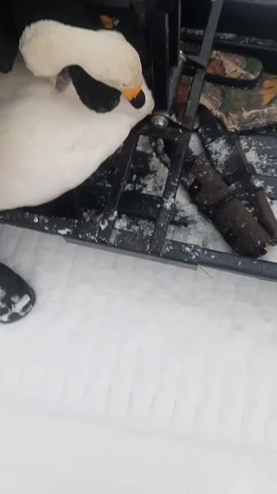 ������, ���������� �� ���� �� ���� ����� (�������� �����), ������ ���� �� ������