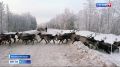 Из-за стада оленей в Мезенском округе перекрыли дорогу