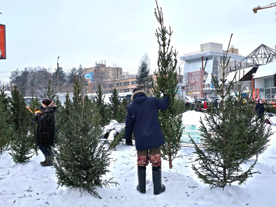 В Архангельске вовсю торгуют ёлками