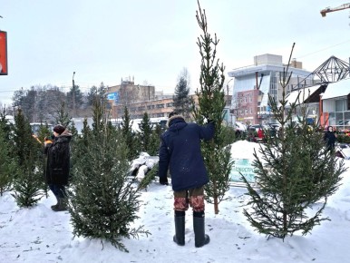 В Архангельске вовсю торгуют ёлками