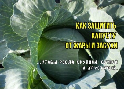 Как правильно ухаживать за капустой в зной: полезные советы и распространенные ошибки