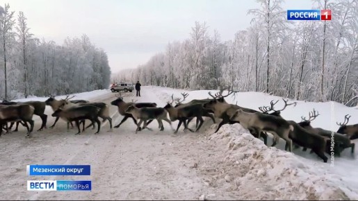 Из-за стада оленей в Мезенском округе перекрыли дорогу